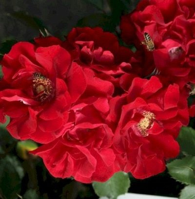 Red Ribbons Groundcover Rose