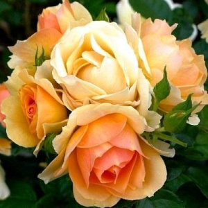 Роза Ибица - особенности характеристика сорта посадка выращивание и уход отзывы