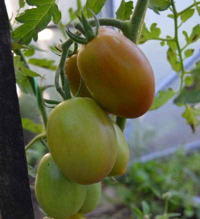 Томат Сицилийский перчик описание сорта помидоров характеристики посадка и выращивание болезни и вредители отзывы