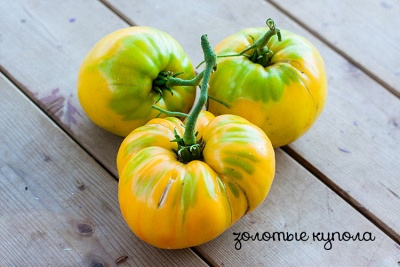 Томат Золотые купола описание сорта помидоров характеристики выращивание | Сад и огород