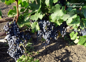 Сорт винограда Хамелеон: описание, фото, отзывы, видео