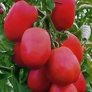 Томат Самородок: описание сорта помидоров, характеристики, посадка и выращивание