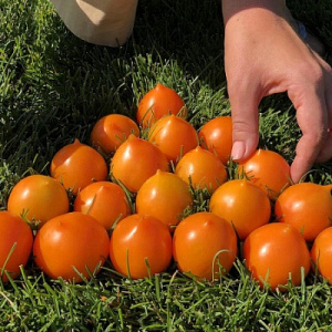 Чернеют помидоры: чем обработать помидоры (плоды), чтобы не чернели втеплице и открытом грунте - Ортон