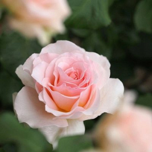Роза Фиджи Негро: особенности и характеристика сорта