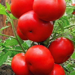 Томат Розовый сон: описание сорта помидоров, характеристики. Как посадка и выращивание влияют на урожай. Защита от болезней и вредителей. Отзывы и рекомендации.