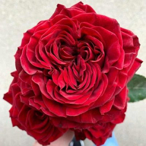 Роза Санта Барбара: особенности и характеристика сорта