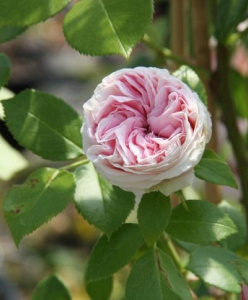 Роза Сирано де Бержерак: особенности, характеристика, посадка, выращивание и уход, отзывы
