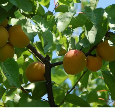 Лучшие сорта абрикоса для Урала 2023 год��: какие сорта абрикоса для Уралалучше купить, как правильно выбрать, фото, характеристики, урожайность,описание сортов - Ортон