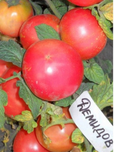 Лучшие штамбовые томаты 2023 года: какие сорта штамбовых томатов лучшекупить, как правильно выбрать, фото, характеристики, урожайность, описаниесортов - Ортон