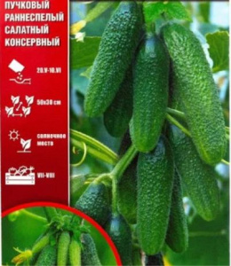 Выращивание огурцов Саровских