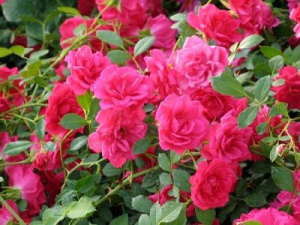 Роза Лампион: особенности и характеристика сорта