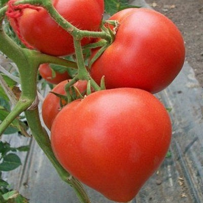 Лучшие томаты без пасынкования 2024 года: какие сорта томатов без  пасынкования лучше купить, как правильно выбрать, фото, характеристики,  урожайность, описание сортов - Ортон