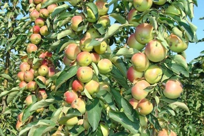 Яблоня яблоня Зеленый Шум: отзывы, описание сорта, фото, видео, отзывы,характеристики - Ортон