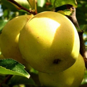 Яблоня яблоня Баргузин: отзывы, описание сорта, фото, видео, отзывы,характеристики - Ортон