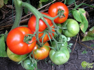 Болезни и вредители томатов Гравитет