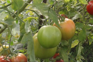 Отличия от других сортов томатов