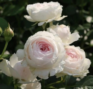 Аромат и масштабы цветения розы Алан Титчмарш