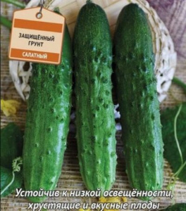 Сорт Огурцов Монолит Отзывы Фото Сорт Огурцов Монолит Отзывы Фото