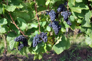 Характеристики сорта винограда Бако