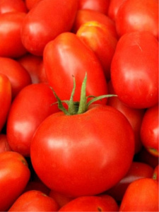 Томат Балерина: описание сорта помидоров, характеристики. Особенности посадки и выращивания, болезни и вредители, достоинства и недостатки, отзывы
