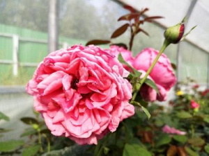 Многоцветные бутоны розы Софи Роуз обеспечат великолепный вид вашего сада
