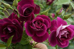 Роза Ашрам: особенности и характеристика сорта, правила посадки, выращивания и ухода, отзывы