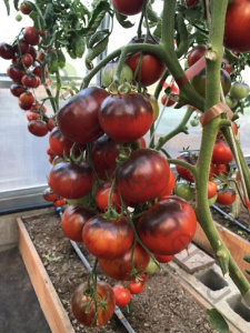 Сроки посадки томатов Сахарная Настасья в открытый грунт