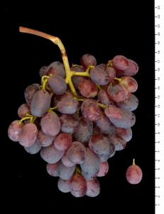 Подарок Ирине (Вишневецкого Н.П.) - характеристики г.ф. винограда