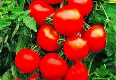 Лучшие супердетерминантные томаты 2023 года: какие супердетерминантныесорта томатов лучше купить, как правильно выбрать, фото, характеристики,урожайность, описание сортов - Ортон