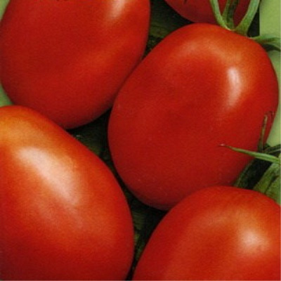 Томат Сливка медовая: подробное описание сорта помидоров, характеристики, отзывы