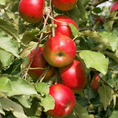 Лучшие сорта средних яблонь 2023 года: какие сорта средних яблонь лучшекупить, как правильно выбрать, фото, характеристики, урожайность, описаниесортов - Ортон