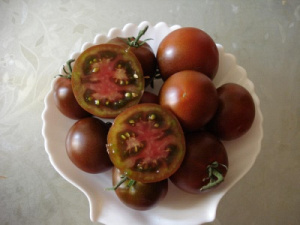 Черные мошки на помидорах: чем обработать в теплице и открытом грунте -Ортон