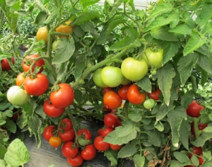 Выращивание томата Отрадный