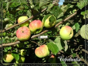 Яблоня яблоня Есения: отзывы, описание сорта, фото, видео, отзывы,характеристики - Ортон