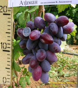 При правильном уходе и выращивании, фиолетовый ранний виноград будет радовать своими красивыми гроздьями.