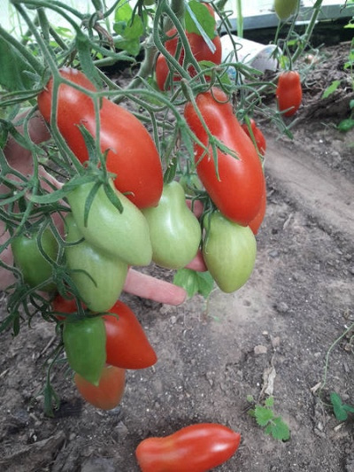 Посадка и выращивание томата Ниагара