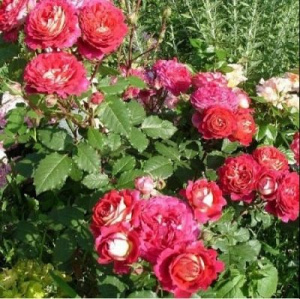 Роза Патиенс особенности сорта правила посадки и ухода отзывы - сайт Интересные сады