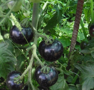 Томат Мечта лентяя: описание сорта помидоров, характеристики, выращивание. Отзывы и советы