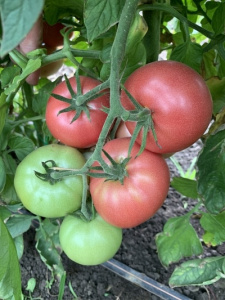 Особенности выращивания томата Сибирский скороспелый