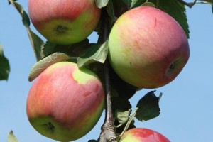 Яблоня яблоня Есения: отзывы, описание сорта, фото, видео, отзывы,характеристики - Ортон