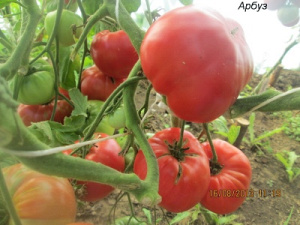 Способ выращивания томата Миллионер