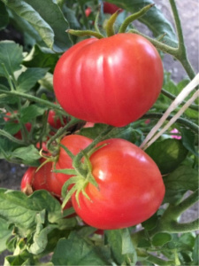 Томат Зимнее чудо: описание сорта помидоров, характеристики, посадка и выращивание, болезни и вредители. Отзывы