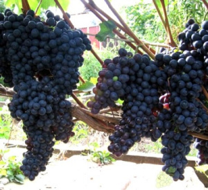 Виноград Рубин Голодриги: описание, характеристики, выращивание, фото, отзывы