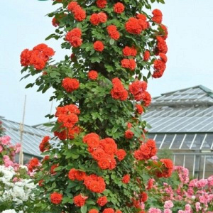 Роза Момо: особенности и характеристика сорта, правила посадки, выращивания и ухода, отзывы