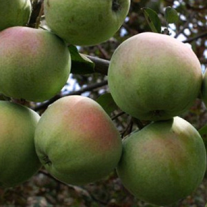 Яблоня яблоня Алые Паруса: отзывы, описание сорта, фото, видео, отзывы,характеристики - Ортон
