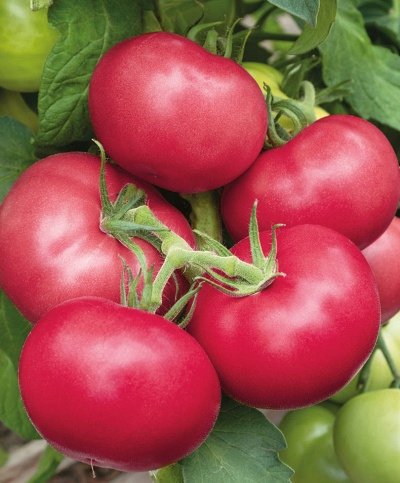 Томат Пинк Гарант: описание сорта помидоров, характеристики, посадка и выращивание, болезни и вредители, отзывы