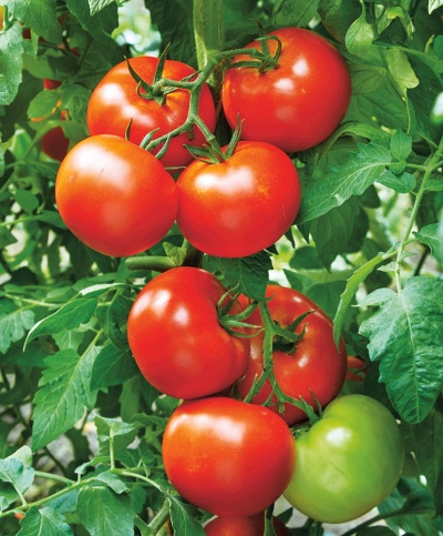 Выращивание томата Лежебок