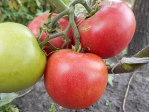 Томат Чудо лентяя: описание сорта помидоров, характеристики, выращивание, болезни и вредители. Отзывы.