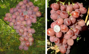Виноград Велюр описание характеристики выращивание - фото и отзывы