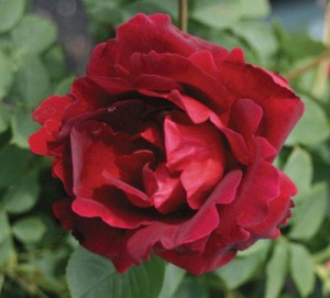 Роза Филателия: особенности и характеристика сорта, правила посадки, выращивания и ухода, отзывы - полезные советы по выращиванию роз